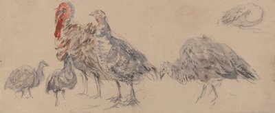 Studie von Truthähnen von David Cox